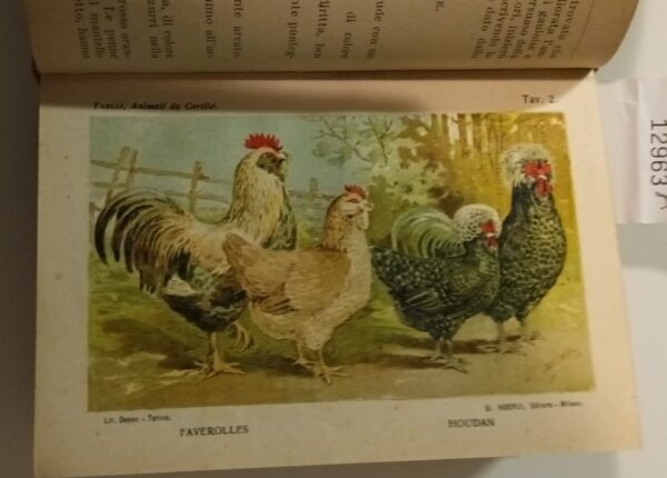 Animali Da Cortile - Ferruccio Faelli - Ed. Hoepli Milano 1923 - immagine 2