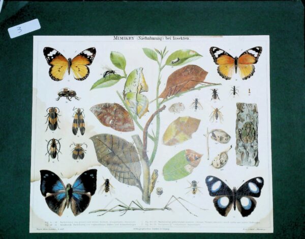 Mimikry (Nachahmung) Bei Insekten - Autori Vari - Ed. Meyers Lexicon Germania 1885