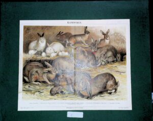 Kaninchen - Autori Vari - Ed. Meyers Lexicon Germania 1885