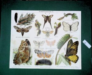 Schmetterlinge I - Autori Vari - Ed. Meyers Lexicon Germania 1885
