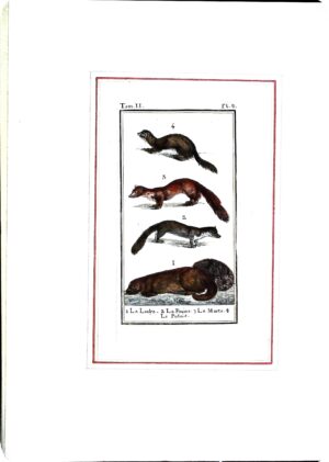 Stampa Antiche Epoca '800 Tratta Da Volume Francese (Animali Vari) - Autori Vari - Ed. 1800