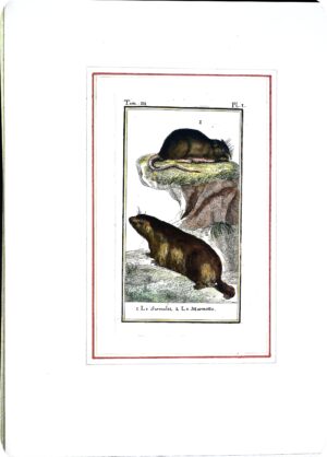 Stampa Antiche Epoca '800 Tratta Da Volume Francese (Animali Vari) - Autori Vari - Ed. 1800