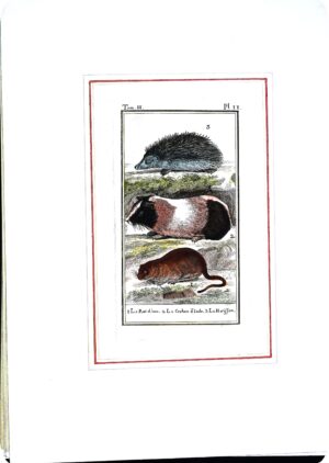 Stampa Antiche Epoca '800 Tratta Da Volume Francese (Animali Vari) - Autori Vari - Ed. 1800