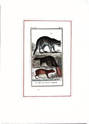 Stampa Antiche Epoca '800 Tratta Da Volume Francese (Animali Castori) - Autori Vari - Ed. 1800