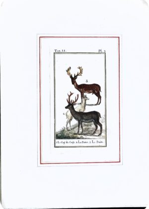 Stampa Antiche Epoca '800 Tratta Da Volume Francese (Animali Furetti) - Autori Vari - Ed. 1800