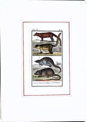 Stampa Antiche Epoca '800 Tratta Da Volume Francese (Animali Vari) - Autori Vari - Ed. 1800