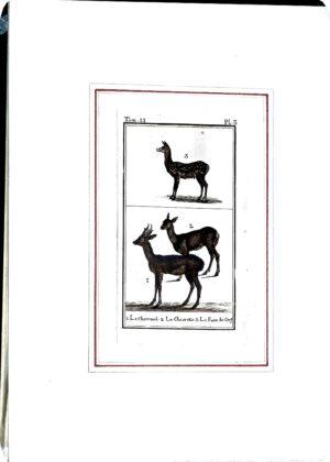 Stampa Antiche Epoca '800 Tratta Da Volume Francese (Animali Vari) - Autori Vari - Ed. 1800