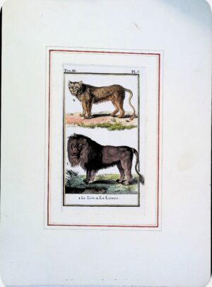 Stampa Antiche Epoca '800 Tratta Da Volume Francese (Animali Leoni) - Autori Vari - Ed. 1800