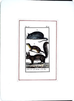 Stampa Antiche Epoca '800 Tratta Da Volume Francese (Animali Vari) - Autori Vari - Ed. 1800